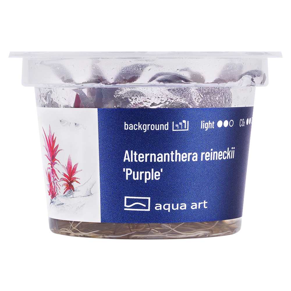 Biljka Alternanthera reineckii Purple in vitro